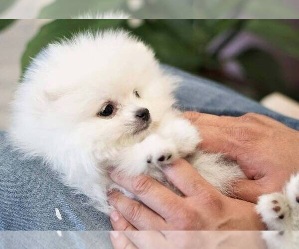 Medium Photo #2 Pomeranian Puppy For Sale in FULLERTON, CA, USA