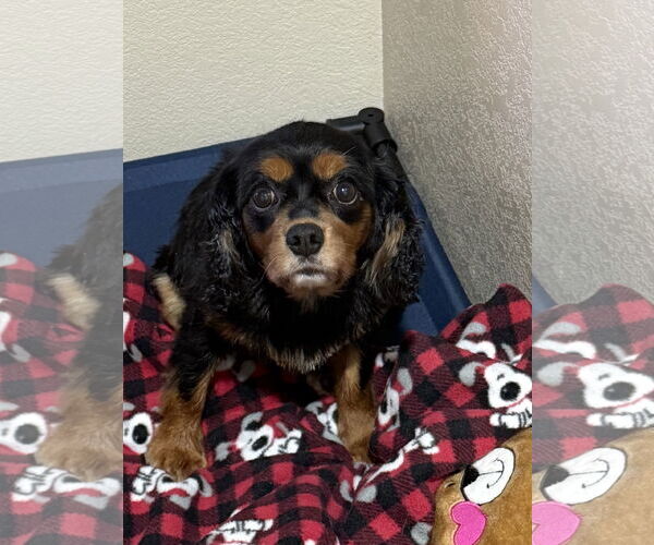 Medium Photo #2 Cavalier King Charles Spaniel Puppy For Sale in Sioux Falls, SD, USA