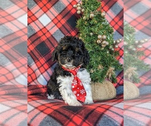 Cockapoo Puppy for sale in NOTTINGHAM, PA, USA