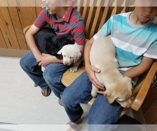 Medium Photo #4 Labrador Retriever Puppy For Sale in SCHELLSBURG, PA, USA