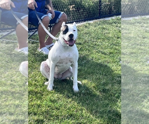 Medium Photo #4 Dogo Argentino Puppy For Sale in EAGLE MOUNTAIN, UT, USA