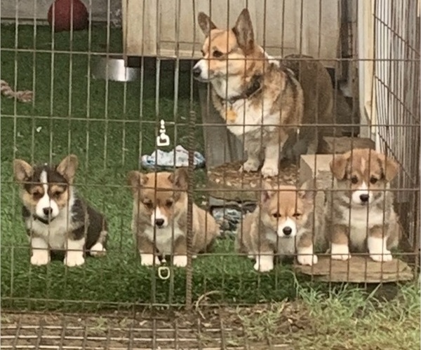 Medium Photo #2 Pembroke Welsh Corgi Puppy For Sale in BURLESON, TX, USA