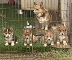 Small #1 Pembroke Welsh Corgi