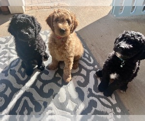 Goldendoodle (Miniature) Puppy for sale in MILTON, FL, USA