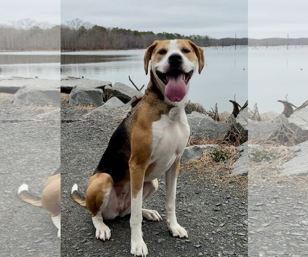 Medium Photo #9 Coonhound-Unknown Mix Puppy For Sale in Spring Lake, NJ, USA