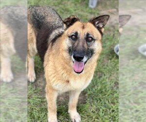 German Shepherd Dog Dogs for adoption in Conroe, TX, USA