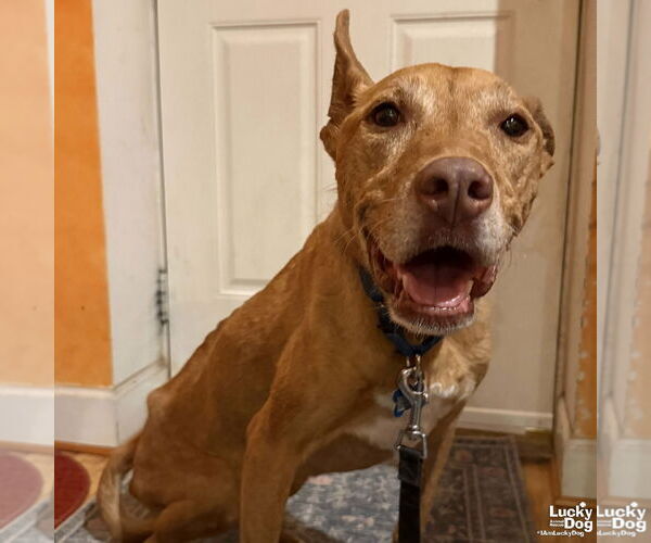 Medium Photo #8 Mutt Puppy For Sale in Washington, DC, USA