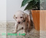 Puppy 3 Labrador Retriever
