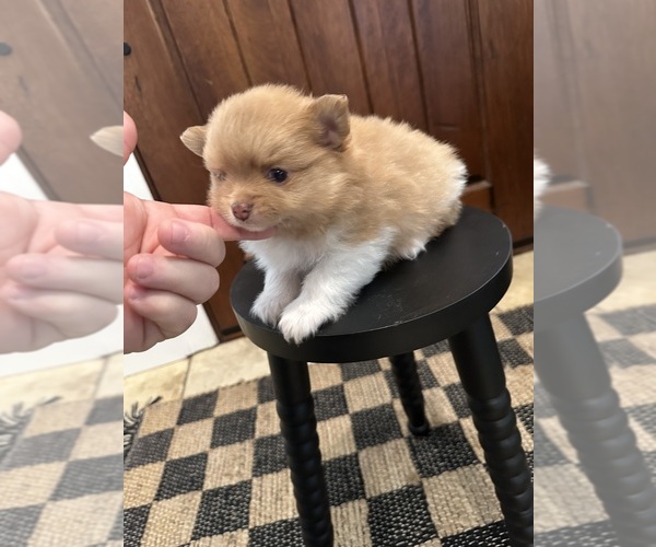 Medium Photo #3 Pomeranian Puppy For Sale in SELMA, CA, USA
