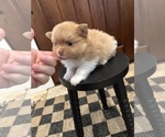 Small #2 Pomeranian