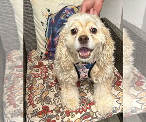Cocker Spaniel Dogs for adoption in Ellijay, GA, USA