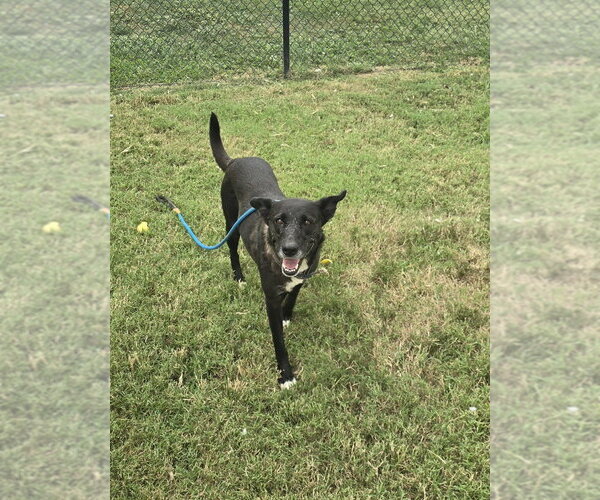 Medium Photo #3 - Mix Puppy For Sale in Evansville, IN, USA