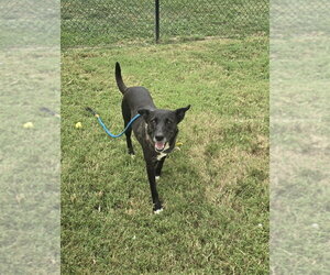 Zaxby - Female - Mix Dog for Adoption - Photo #3