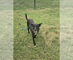 Small Photo #3 - Mix Puppy For Sale in Evansville, IN, USA