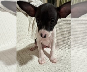 Rat Terrier Puppy for Sale in WHITAKERS, North Carolina USA