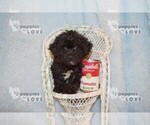 Small Photo #8 Poochon-Poodle (Toy) Mix Puppy For Sale in SANGER, TX, USA