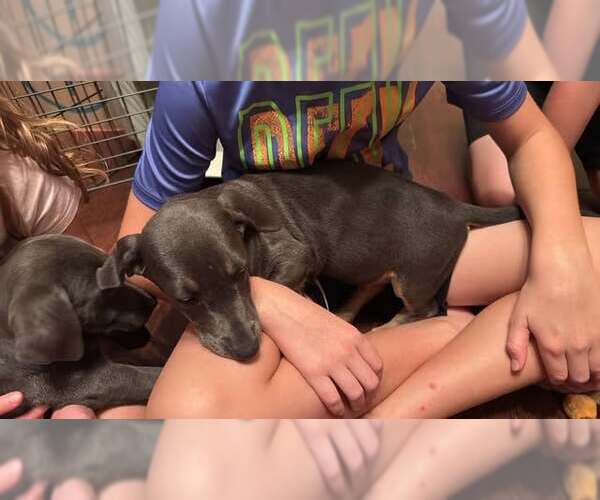 Medium Photo #2 Dachsador Puppy For Sale in Jacksonville, NC, USA