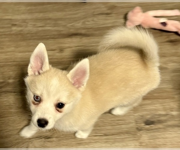 Medium Photo #149 Pomsky Puppy For Sale in LOVELAND, CO, USA