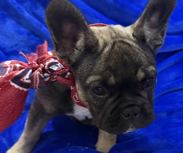 Medium Photo #3 French Bulldog Puppy For Sale in SLIDELL, LA, USA