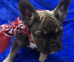 Small #2 French Bulldog