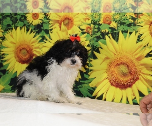 Medium Photo #19 Goldendoodle (Miniature) Puppy For Sale in DYERSBURG, TN, USA