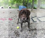 Small Photo #1 German Shorthaired Pointer Puppy For Sale in Elmsford, NY, USA