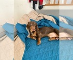 Small Photo #2 Dachshund Puppy For Sale in MURRIETA, CA, USA