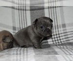 Small Photo #5 French Bulldog Puppy For Sale in ROANOKE, AL, USA