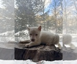 Small #17 Siberian Husky