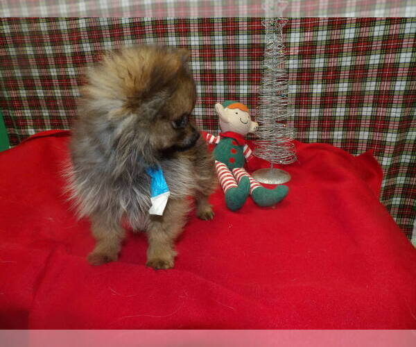 Medium Photo #3 Pomeranian Puppy For Sale in PATERSON, NJ, USA