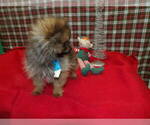 Small #2 Pomeranian