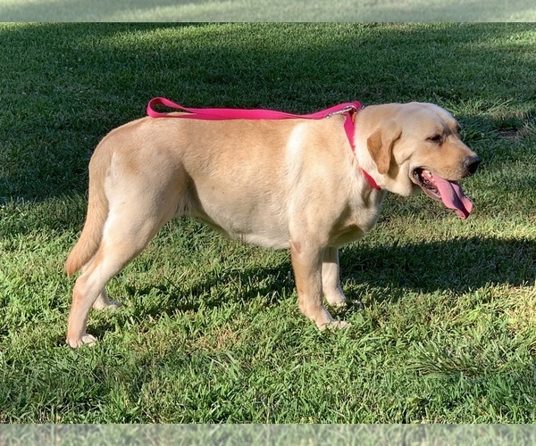 Medium Photo #2 Labrador Retriever Puppy For Sale in SOUTHMONT, NC, USA