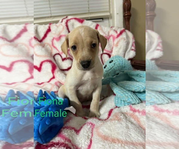 Medium Photo #1 Labrador Retriever-Unknown Mix Puppy For Sale in pomfret, CT, USA