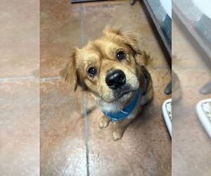 Golden Retriever-Pekingese Mix Dogs for adoption in Bolivar, MO, USA
