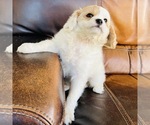Small Photo #19 Cavapoo Puppy For Sale in FRESNO, OH, USA