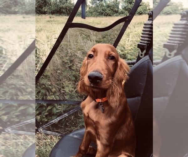 Medium Photo #9 Irish Setter Puppy For Sale in HAMILTON, AL, USA