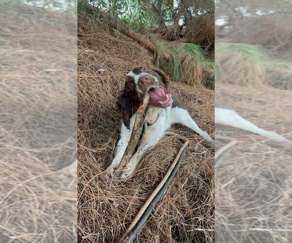 Medium Photo #5 English Springer Spaniel Puppy For Sale in Studio City, CA, USA