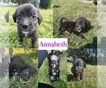 Small Photo #1 Poodle (Standard)-Unknown Mix Puppy For Sale in Valrico, FL, USA