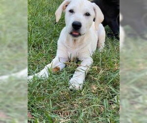 Labrador Retriever-Unknown Mix Dogs for adoption in Alexander, AR, USA