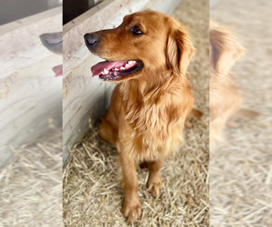 Father of the Golden Retriever puppies born on 05/01/2025