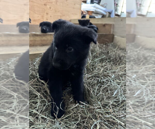 Medium Photo #4 German Shepherd Dog Puppy For Sale in Brewster, NY, USA