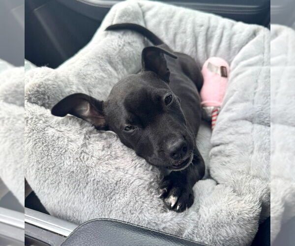 Medium Photo #5 American Staffordshire Terrier-Unknown Mix Puppy For Sale in San Juan Capistrano, CA, USA