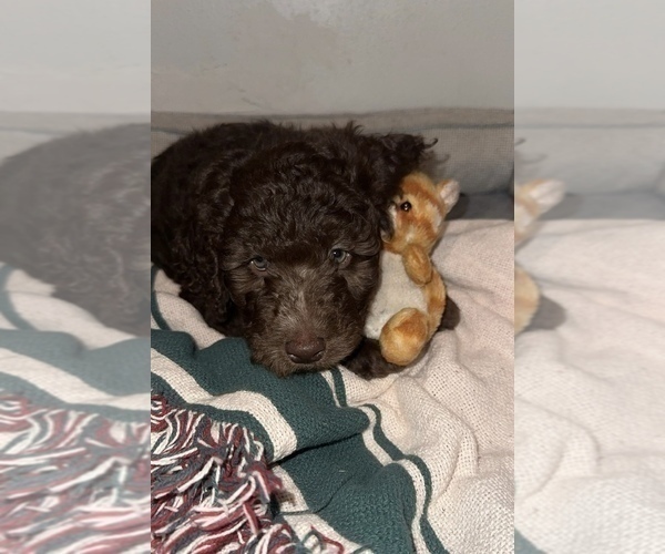 Medium Photo #3 Aussiedoodle Puppy For Sale in LA CRESCENT, MN, USA