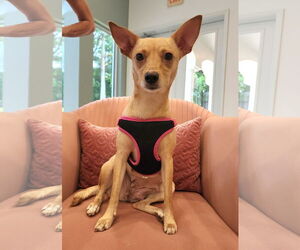 Rat Terrier Dogs for adoption in Royal Palm Beach, FL, USA