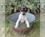 Small Photo #4 Rat Terrier Puppy For Sale in MIDDLEBURY, IN, USA