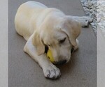 Small Photo #19 Labrador Retriever Puppy For Sale in PLANO, TX, USA