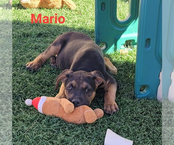 Medium Photo #4 Australian Shepherd-Unknown Mix Puppy For Sale in Des Moines, IA, USA