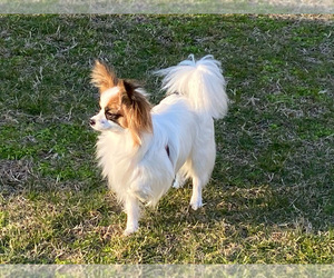 Mother of the Papillon puppies born on 09/09/2022