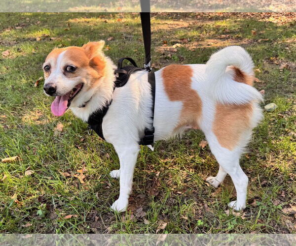 Medium Photo #2 Jack Russell Terrier-Unknown Mix Puppy For Sale in Sykesville, MD, USA