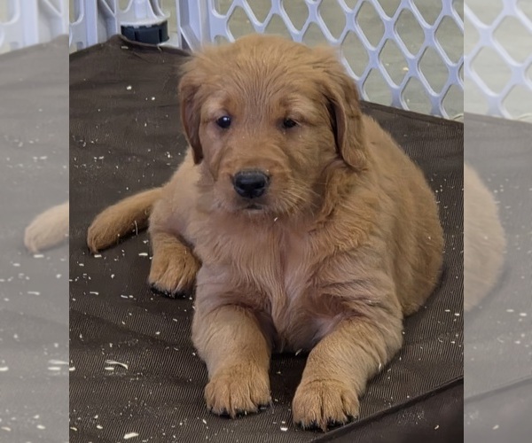 Medium Photo #3 Golden Retriever Puppy For Sale in GENESEO, IL, USA